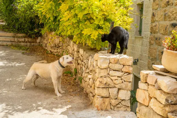 A cat and a dog confrontation in a street of the picturesque Ein Karem neighborhood of Jerusalem, Israel.