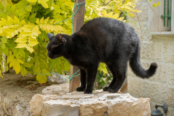 A black cat arching its back on a stone fence in the sunlight.