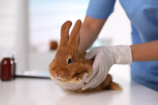 Professional veterinarian examining bunny in clinic, closeup Professional veterinarian examining bunny in clinic, closeup sick bunny stock pictures, royalty-free photos & images