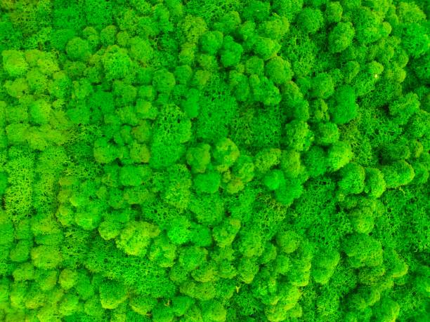 istock Green decorative moss for interior design. Stabilized yagel 1351251718
