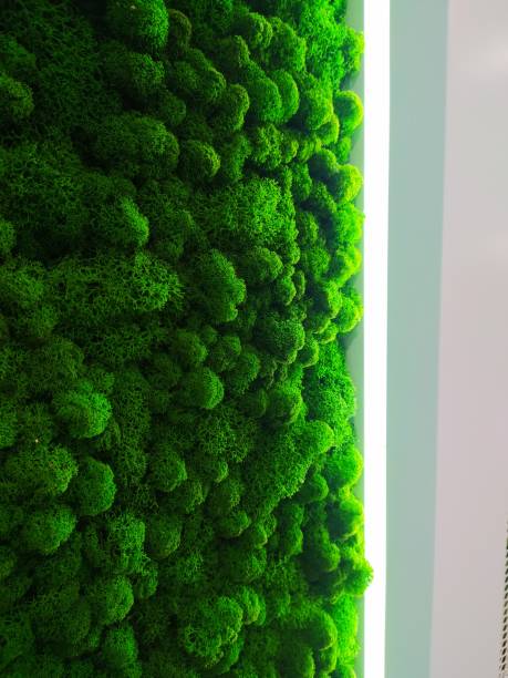 istock Green decorative moss for interior design with LED lighting. Stabilized yagel. Decorative lighting 1351251797
