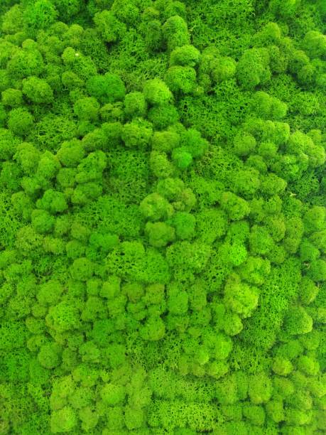 istock Green decorative moss for interior design. Stabilized yagel 1351251809