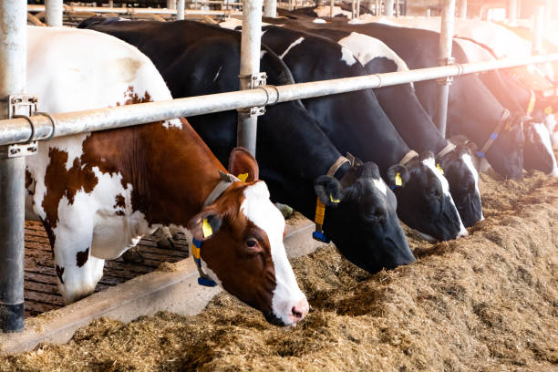 vaches holstein friesian dans une ferme laitière. - cattle shed cow animal photos et images de collection