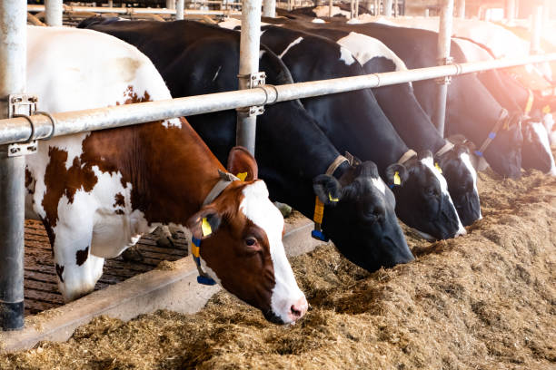 Holstein Friesian cows at a dairy farm. Holstein Friesian cows at a dairy farm. cowshed stock pictures, royalty-free photos & images