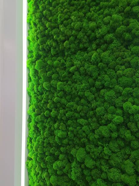 istock Green decorative moss for interior design with LED lighting. Stabilized yagel. Decorative lighting 1351252976