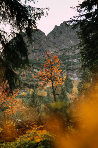 forest with bare tree silhouette. autumnal landscape - bare tree winter plants travel locations imagens e fotografias de stock