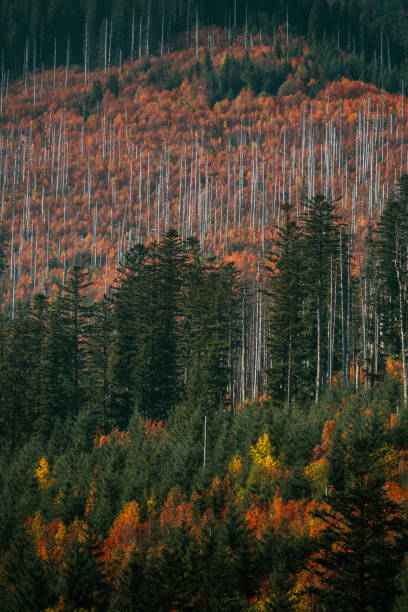 forest with bare tree silhouette. autumnal landscape - bare tree winter plants travel locations imagens e fotografias de stock