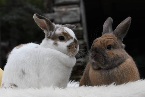 istock Cute pair of domestic bunny rabbits 1351254327