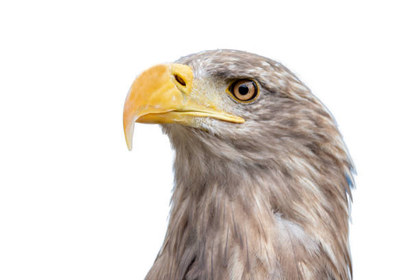 White-tailed eagle in portrait on a white background