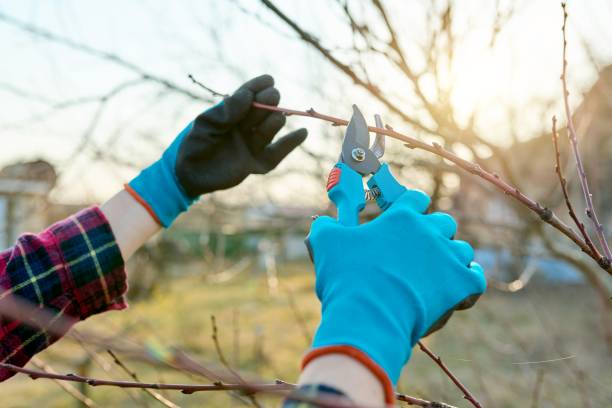 istock Spring seasonal gardening, pruning fruit trees with pruning shears 1351254832