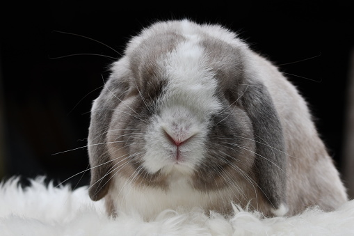 Cute close up of a French Lop eared bunny rabbits