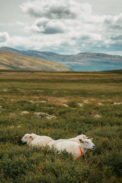 istock Exploring wilderness. Mysterious mountain landscape. Sheeps pasturing on a meadow 1351256341