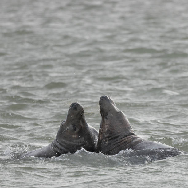 istock Seals friendship having a big hug 1351258759
