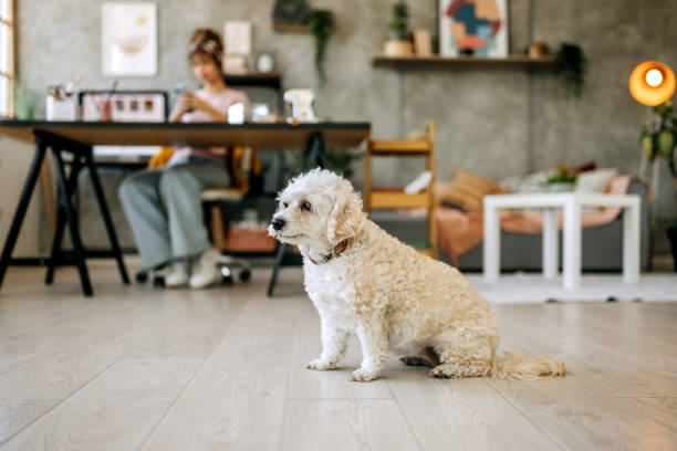 istock Dog in home office 1351261036