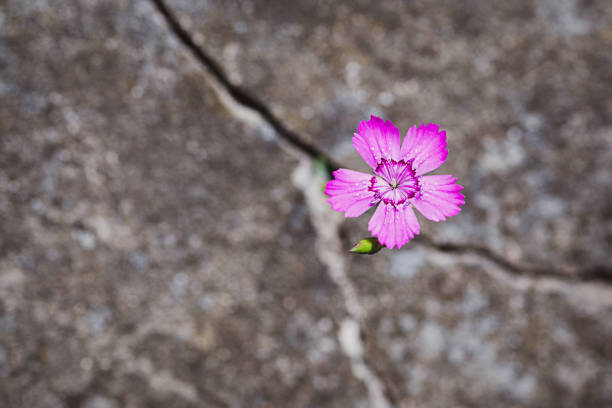 flor crescendo na rocha, resiliência e símbolo de renascimento - flexibilidade - fotografias e filmes do acervo