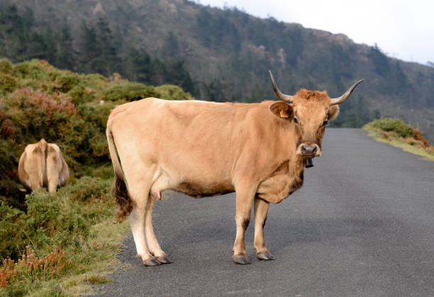 istock wild galician cow 1351262928