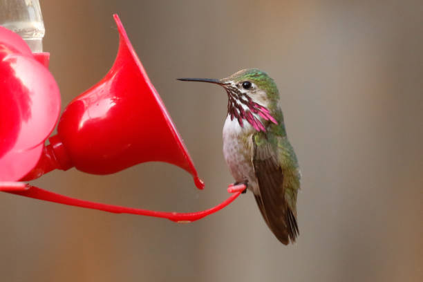 calliope kolibri auf futterhäuschen - sternelfe stock-fotos und bilder
