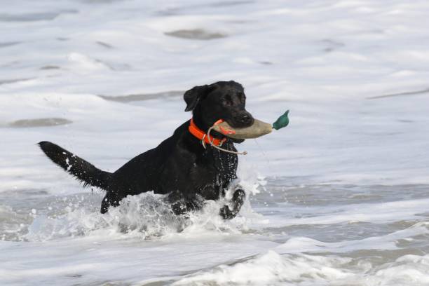 istock Retriever in the surf Ventura, California 1351265268