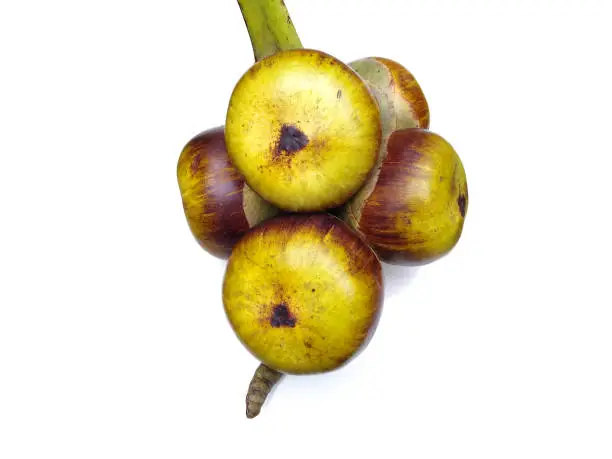 Photo of Palmyra palm (Borassus flabellifer) fruits isolated on white background, selective focus