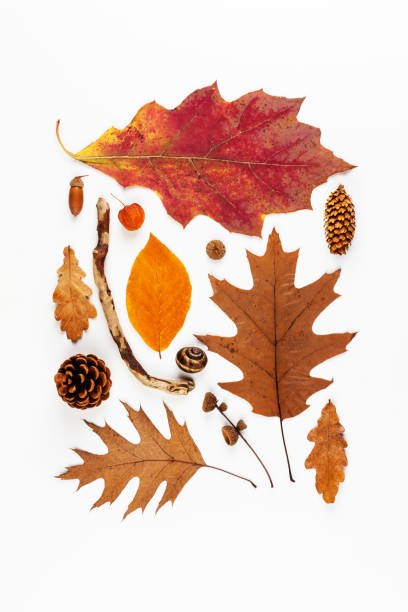 istock Autumn composition. Pattern of dried leaves, cones, acorns on a white background, Flat lay, top view 1351266001