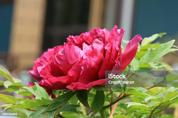 Peonía Rojo Foto de stock y más banco de imágenes de Aire libre - Aire libre, Belleza de la naturaleza, Botánica