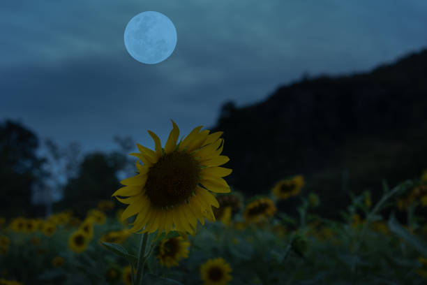 Full moon on the sky with sunflowers at night.