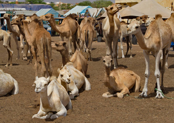 istock Camels for any choice 1351267350