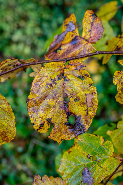 istock Leaves in rich autumn colors 1351267354