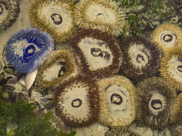 istock Life of rockpools 1351268164