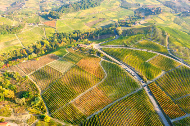 istock Langhe vineyards, fall season, aerial view. Color image. 1351268300