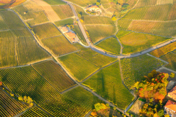 istock Langhe vineyards, fall season, aerial view. Color image. 1351268356