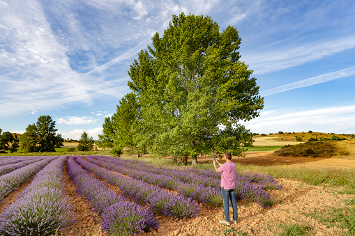 Brihuega, Guadalajara, Spain. July 14, 2021. Middle-aged man photographs lavender plants in a clay field on a summer day with his mobile phone