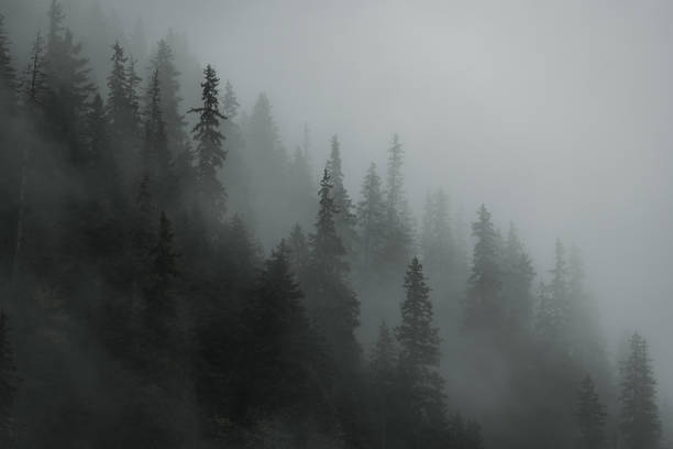 istock Pine trees covered with fog on a moody day captured on a mountain 1351268522