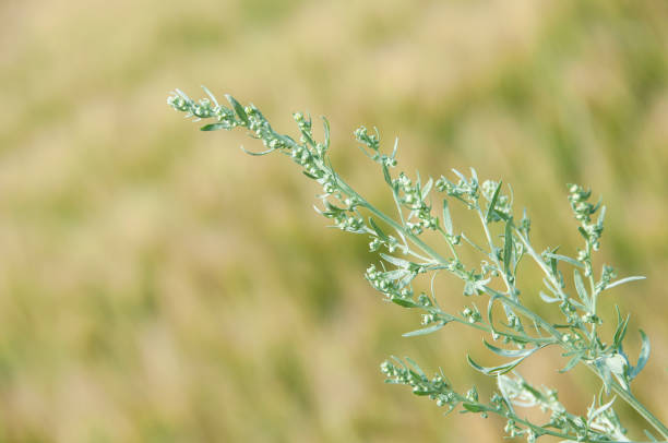 artemisia vulgaris, beifußblütenstand hautnah - gemeiner beifuß fotos stock-fotos und bilder