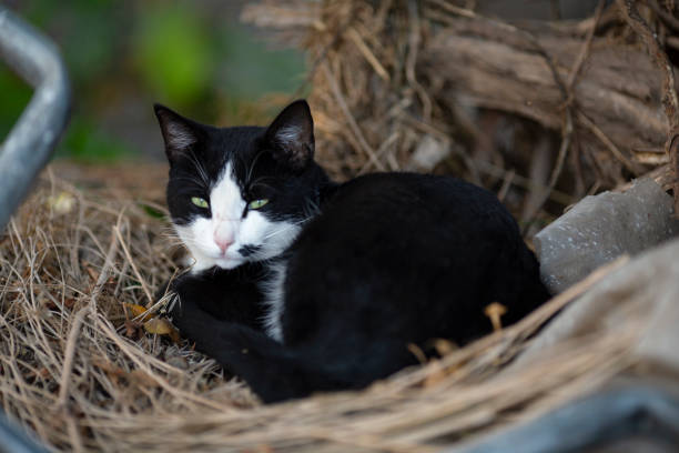 istock stray cat about to sleep 1351271379