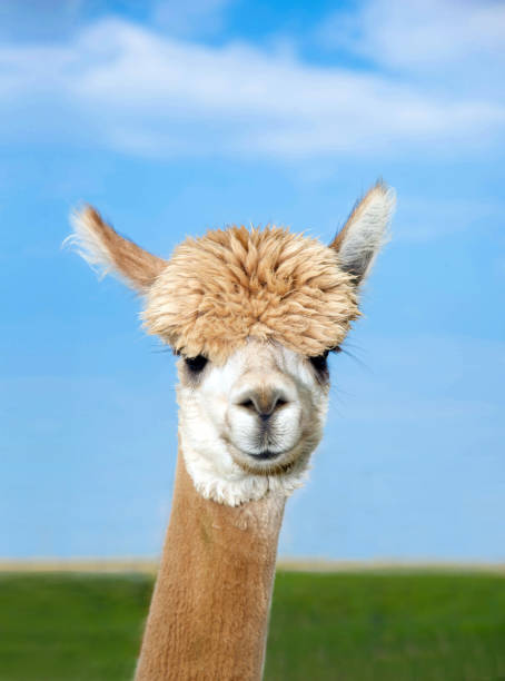 istock Alpaka head in front of blue sky 1351271596