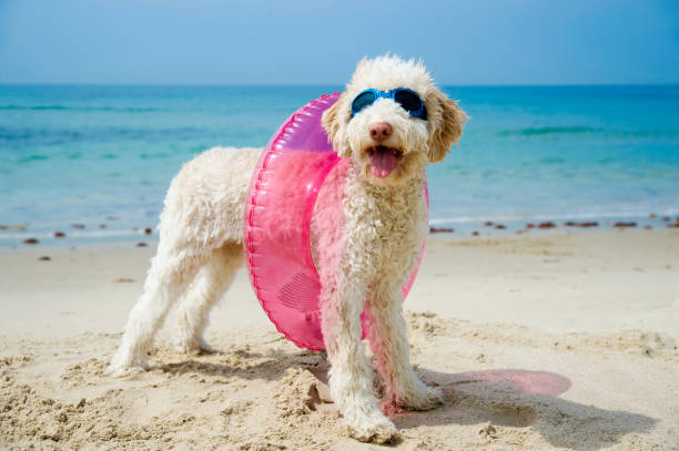 Lagotto Romagnolo dog at the beach with floating tire and sun glasses stock photo