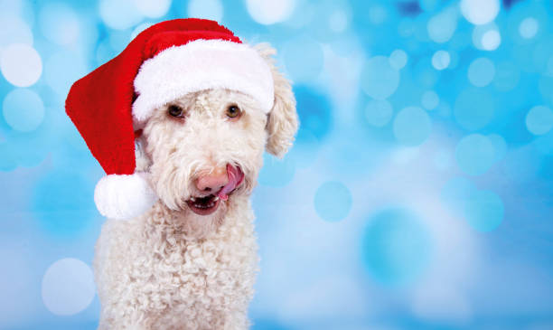 White dog with santa hat in front of christmas background stock photo