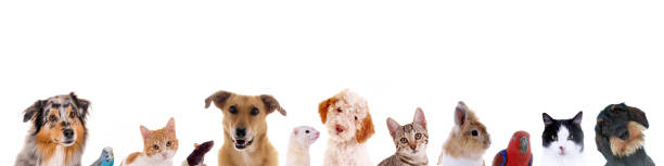 istock Different animal heads in a row 1351272022