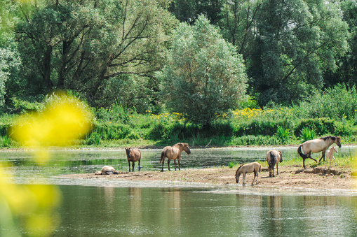 Wild horses in a natural river landscape. Photo was made in Millingerwaard, part of the nature reserve Gelderse Poort. From the German border to Nijmegen, the river Waal flows through a landscape characterized by flood plains, bank ridges, dunes and the lateral moraine on which the towns of Nijmegen and Ubbergen lie. Gelderse Poort, as this National Landscape is called, is a river landscape with a long history of habitation.
