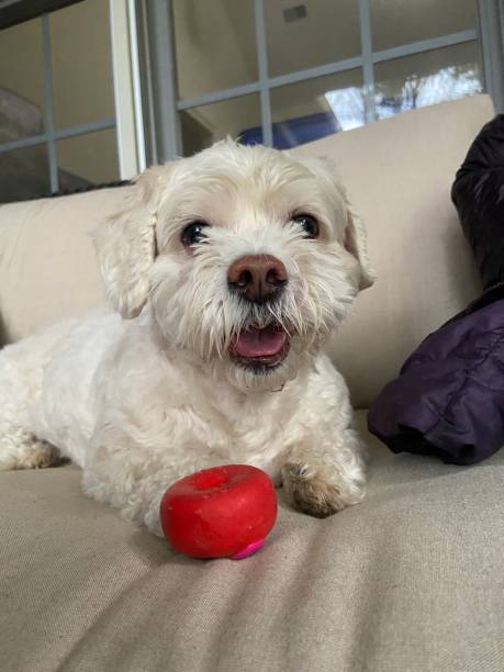 istock Happy dog with a toy 1351273532