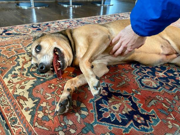 istock Happy dog getting a belly rub 1351273602