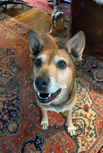 istock Happy dog looking up 1351273622