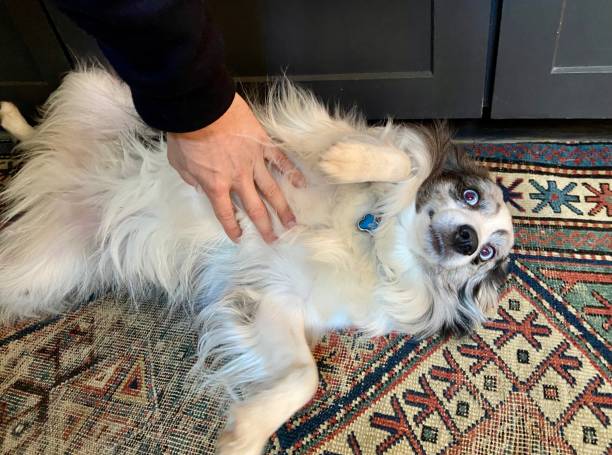 Happy Australian Shepherd getting a belly rub Happy Australian Shepherd getting a belly rub 8571 stock pictures, royalty-free photos & images