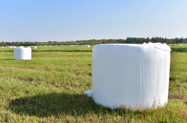 Haystack in rolls in white packages stored in field. Packed hay rolls in white plastic after round baler. Hay bale from residues grass. Hay stack for farm animals. Harvest silage season.