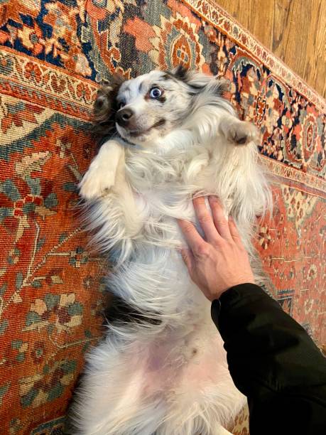 istock Happy Australian Shepherd getting a belly rub 1351274062