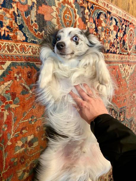 istock Happy Australian Shepherd getting a belly rub 1351274065