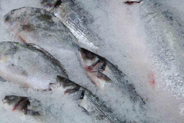 istock Fresh fish lies on the ice counter 1351274788