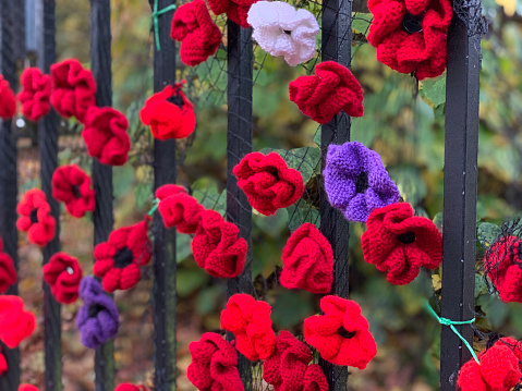 Close-up of homemade knitted poppies attached to an iron fence outdoors in nature for Remembrance Sunday. It is a symbol of remembrance for the fallen soldiers during World War One.