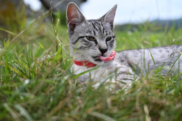 The cat rests in the grass and licks after the feast